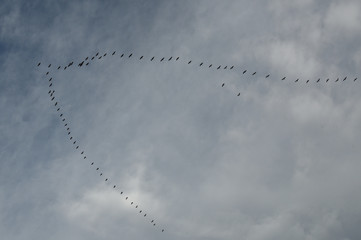 Silhouettes of flying geese in V formation