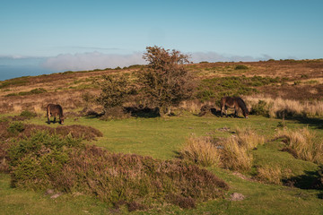 Wild Exmoor Ponies, seen on Porlock Hill in Somerset, England, UK