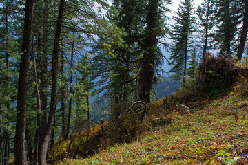 Obraz premium forest scene