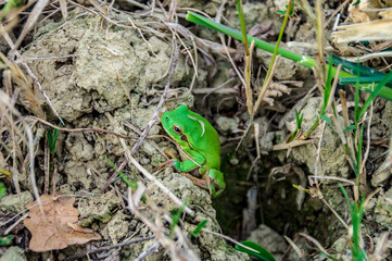 La rana che esce dalla tana