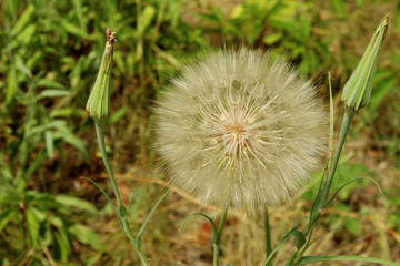 Cropped Shot Of Dandelion Flower, Nature Background Texture. Abstract  Nature.