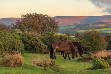 Wild Exmoor Ponies, seen on Porlock Hill in Somerset, England, UK