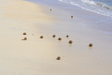 Fiber balls of seagrass