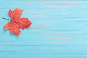 Naklejka na ściany i meble autumn maples on blue wooden background
