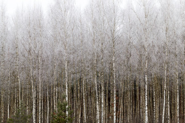 Birch forest