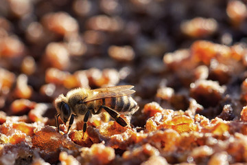 Bees in a beehive on honeycomb