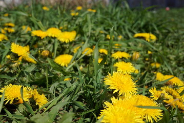 Glade of dandelions.