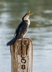 Little Pied Cormorant on post