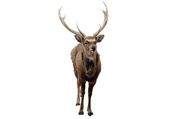 Red deer stag in front of a white background
