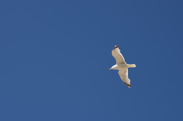 seagull