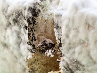 Closeup shot of mold and bacterial colonies growing on bread surface and inside bread