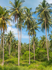 Fototapeta na wymiar Coconut palm trees against blue sky. Palm trees plantation