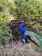 Obraz premium Peacock sitting in the forest