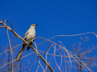 Northern Mockingbird sitting on a brunch