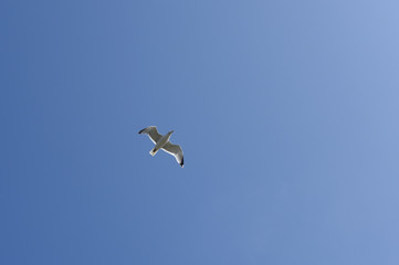 seagull
