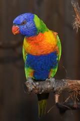 coconut lorikeet