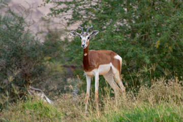 Naklejka na ściany i meble Dama or Mhorr Gazelle at the Al Ain Zoo (Nanger dama mhorr)