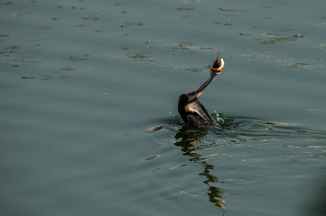 Anhinga,Snakbird, Darter or Water Turkey catches the fish in underwater  in a lake near bengalure...