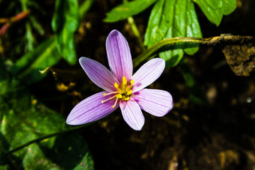 fiore di montagna