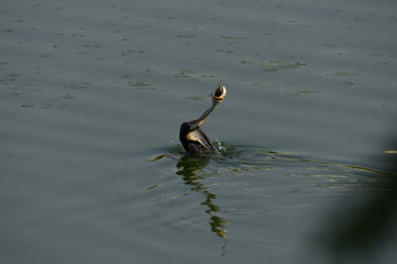 Anhinga,Snakbird, Darter or Water Turkey catches the fish in underwater  in a lake near bengalure...