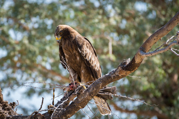 Booted eagle or Hieraaetus pennatus portrait with a Spiny-tailed lizard kill sitting on perch at tal chappar blackbuck sanctuary, India