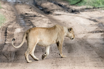 Portrait Lion in Tanzania