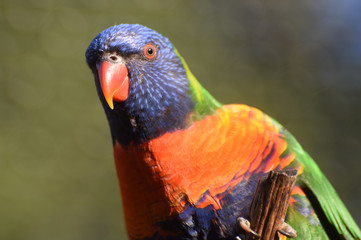 parrot
