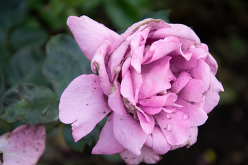 Pale pink full blossom rose with fading petals after rain