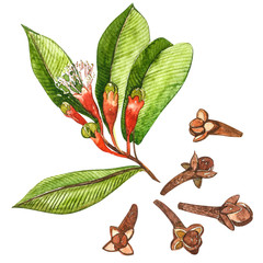 Dried Cloves botanical illustration of flowers and leaves. Collection of tonic and spicy plants. Hand drawn spices illustrations.