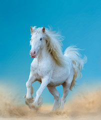 Naklejka na ściany i meble Beautiful white gypsy horse