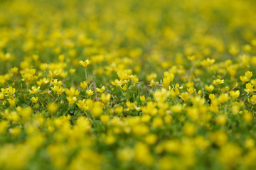 Daisies and spring  background