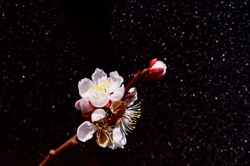 Plum Blossoms Spring