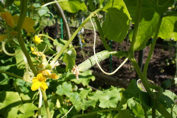 Green cucumber closeup on the garden bed.