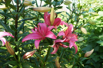 Beautiful bright flowers close up and green leaves with grass.