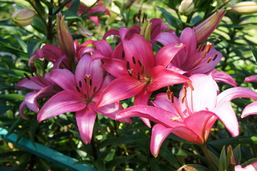 Fototapeta premium Beautiful bright flowers close up and green leaves with grass.