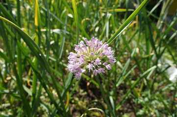 Beautiful bright flowers close up and green leaves with grass.