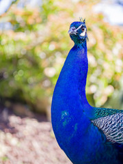 Obraz premium Peacock standing in the forest