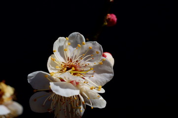 Plum Blossoms Spring