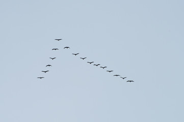 Crane flight