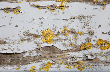 Verwitterte Bretter in hellblauer Farbe