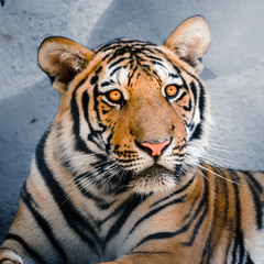 Close up of Tigers head with orange eyes