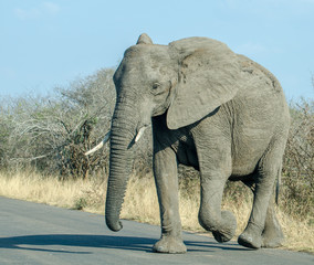 Fototapeta premium large African wild elephant crossing road in Kruger park