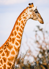 close up of giraffe long necked african wildlife animal 