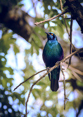 Cape Starling bird sitting in a tree South Africa