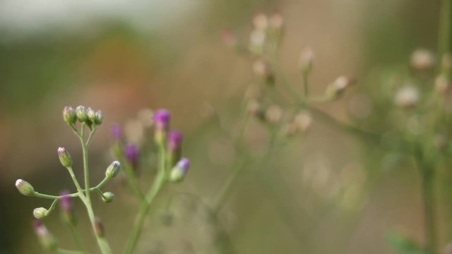 Little ironweed, Ash-coloured fleabane 