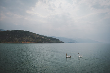 Fototapeta na wymiar Two swans in lake Ohrid