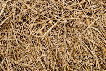 Rice straw for background and texture.