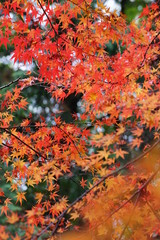 紅葉