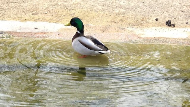 Male mallard, scientific name Anas platyrhynchos, swims through the water to the left of the image