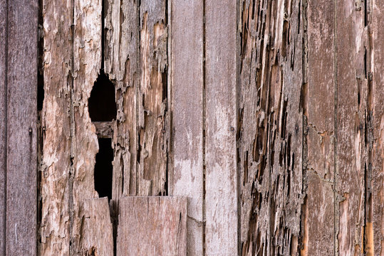 full frame image of a damage wooden house wall because of a termites problem. concept of nature, pests and wood background